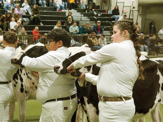 8th graders Cecelia Miller and Landon Benitez show their cows, Lacey and Princess Diana. Miller wins first place, and Benitez wins third.