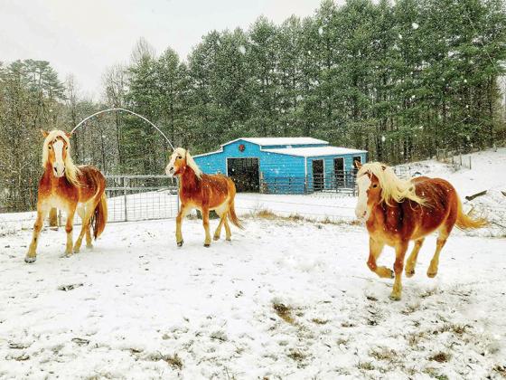 From left to right, horses Elle, Diva and Moe trot through the snow at Blondie Acres, located in Cherry Log. 