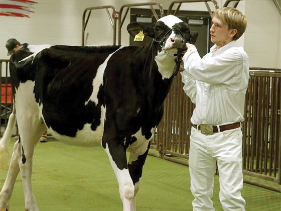 Senior Jack Keener and his cow, Alice, place second for Showmanship in his age group.