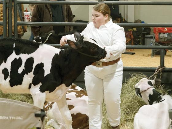 This is 6th grader Peyton Rodgers second time competing. She’s getting her cow, Perry, ready to show.