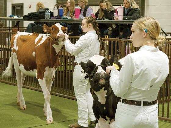 Sixth grader Rydlee Ponder wins first place with her cow, Ella. She also took home the title of Grand Champion Junior Showman out of all the middle schoolers.