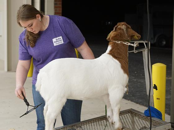 Sophomore Cassie Normon is getting her goat ready for showmanship. She works with both goats and pigs.