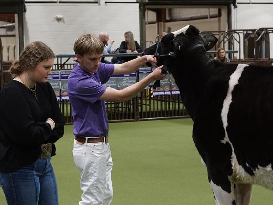 Cows, goats and pigs were showcased by students at the annual Gilmer County Farm Bureau Livestock Show. Senior Jack Keener showed his cow, Alice. Alyssa Ashurst, a graduate from the Gilmer FFA program, judged the dairy categories.