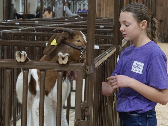 6th grader Saylor Clinard spends time with her goat and family members before showmanship.