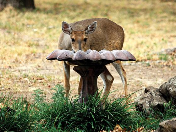 Whitetail deer at bird bath