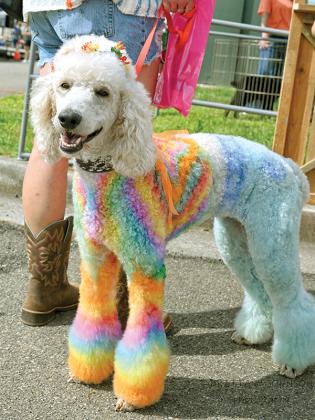A poodle named Mineru strutted through the square with its fur tie-dyed and a flower crown adorning its head. (Photographed by Brittany Johnson)