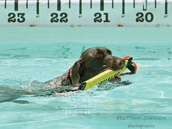 Ultimate Air Dogs set up an entire pool in the Gilmer Courthouse parking lot to let dogs dive off the dock as attendees watched. (Photographed by Brittany Johnson)