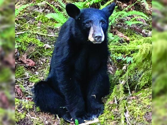 Officials had seen numerous humans with selfies with the Bear on social media! Bad human behavior begets bad bear behavior. The bear was euthanized. Loved to death! (Washington County Sheriff’s Office, Oregon) 
