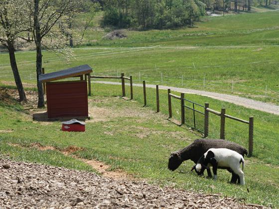 Babydoll sheep, Coco and Daisy, in Cress Creeks Farm’s free meet-the-sheep area.