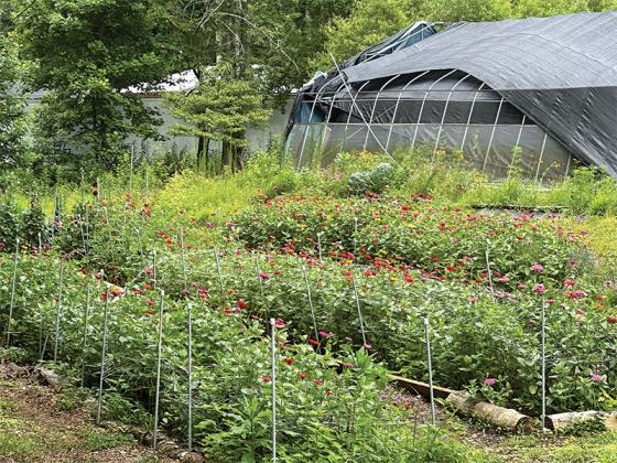 Ellijay Mushrooms offers a U-Pick Flower experience, where participants can fill a cup with cut stems for $10.