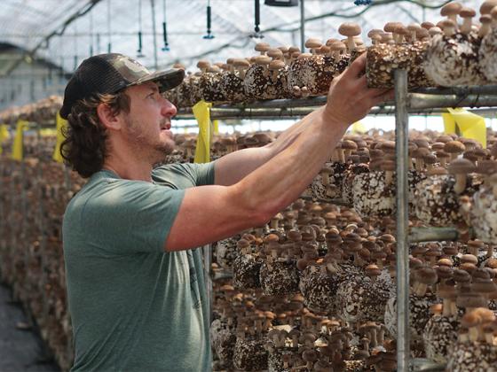 Ellijay Mushrooms president Howard Berk in one of the greenhouses where they grow shiitake mushrooms.