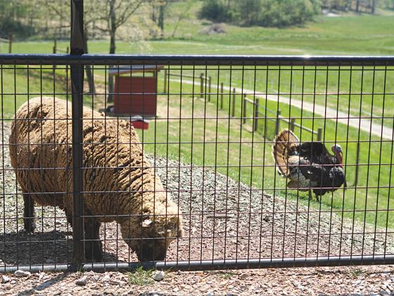 Bags of corn are sold at Cress Creeks Farm’s store, to feed the sheep corralled outside.