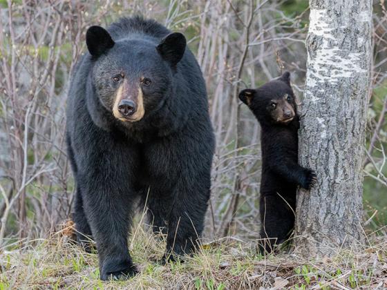 "When bears get used to eating human food, they become far more likely to have a dangerous encounter with people," Georgia State Bear Biologist Adam Hammond said.