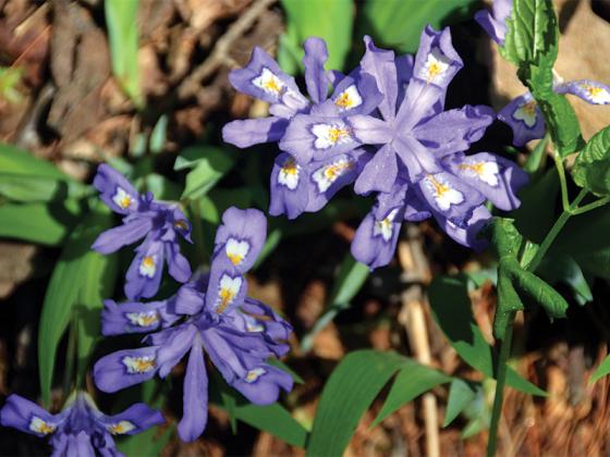 Amicalola Falls offers opportunities for relaxation and exercise.