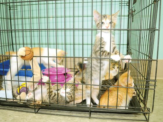 Kittens peek out of a cage at the Gilmer County Animal Shelter.