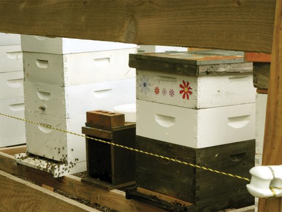 JE7-9Bees2