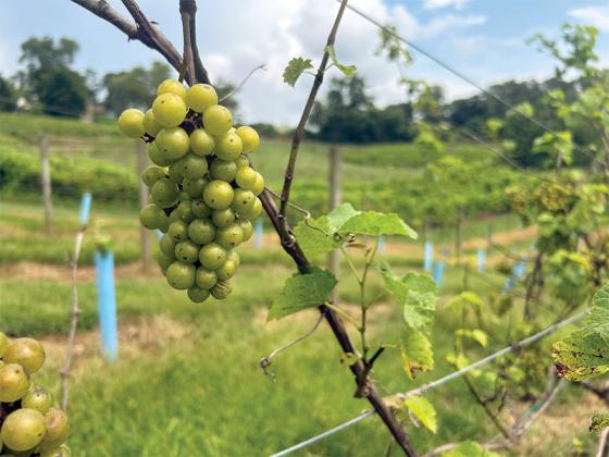 A cluster of grapes hangs on the vine at Grapes and Ladders Vineyards and Winery.