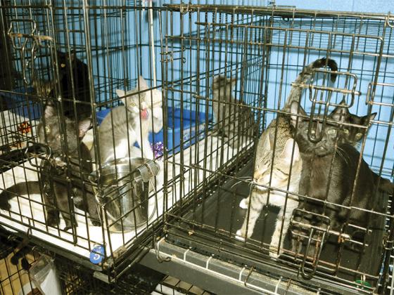 Kittens wait for adoption at the Gilmer County Animal Shelter.