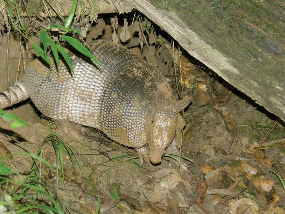 An armadillo gets caught on camera. (Photo contributed by Dr. William Loughry)