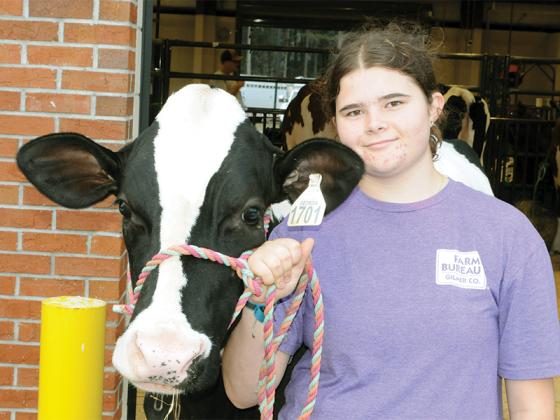 Gilmer County freshman Cece Miller preps her cow, Perry.