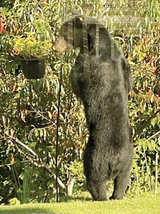A bear stands on its hind legs in a yard near Harrison Park.
