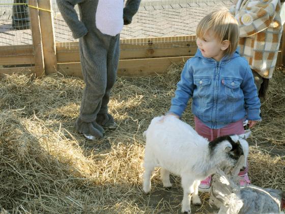 Juniper Cadle pets a goat at the Ellijay First Baptist Church’s Fall Festival, Oct. 31.