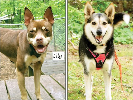 Lily, left, is a dog with a stomach disorder currently cared for by Homeward Bound Pet Rescue’s Project Thor. She is in need of a loving family to adopt her. Carlson, right, is the first dog successfully adopted due to the efforts of Homeward Bound Pet Rescue’s Project Thor.