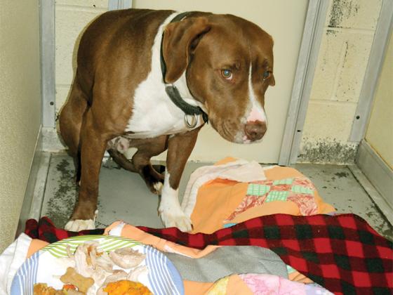 Yoshi, a dog at the Gilmer County Animal Shelter, is about to eat a plate of Thanksgiving food.