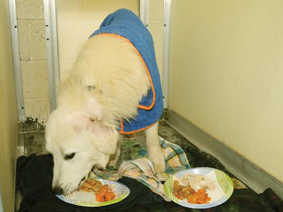 Matteo, a hefty Great Pyrenees at the Gilmer County Animal Shelter, enjoys two plates of Thanksgiving food.