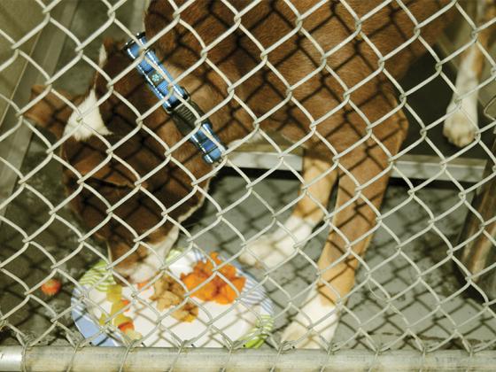 O’Connor devours Thanksgiving foods at the Gilmer County Animal Shelter.
