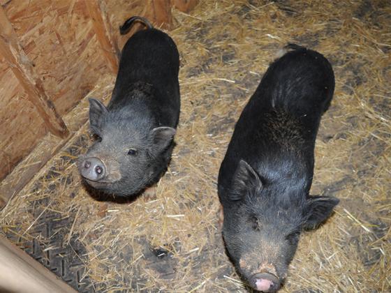 Two rescue pigs, Bob, left, and Steve, right, spend time together on Deb Logan’s Southeast Llama Rescue foster farm. 
