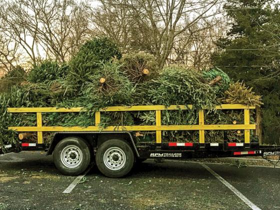 Discarded Christmas trees are piled for recycling during one of Keep Georgia Beautiful’s past events. Trees collected in Gilmer County will be used as fish habitat at Carters Lake.