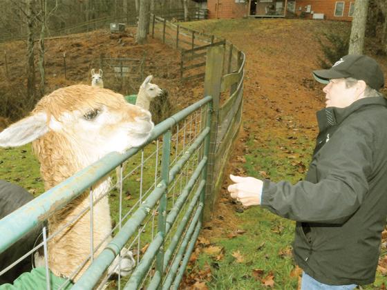Deb Logan feeds peppermint-flavored treats to Piper, an alpaca at Swan Song Farm.