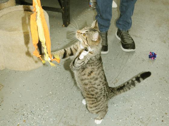 Flower the cat takes a swing at a toy held by Vet Assistant Justin Gooch.