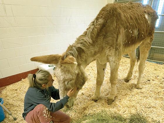 Jackson Elliott/Reporter Renae Blair, the President of the Blair Haven Farm Equine Rescue and Sanctuary, cares for her mammoth donkey, Nutmeg, as she recovers at the University of Tennessee.