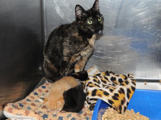 A mother cat and two kittens wait for a new home at the Gilmer County Animal Shelter on Thursday, April 2. Shown from left are cats Siri, Bixby and Alexa.