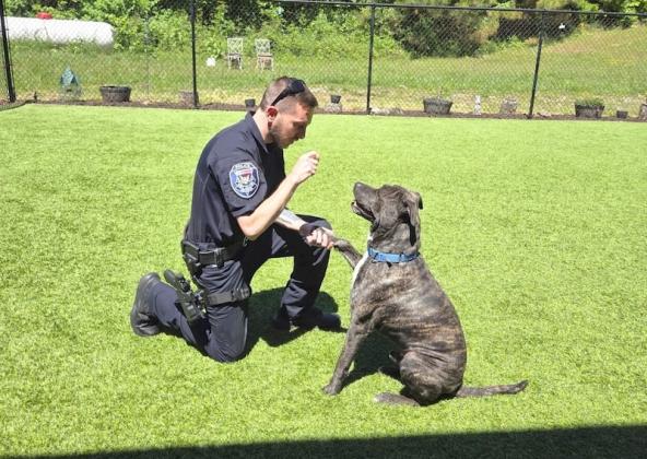 East Ellijay Police Department Officer Chris Hawthorne plays with a dog at the Gilmer County Animal Shelter.