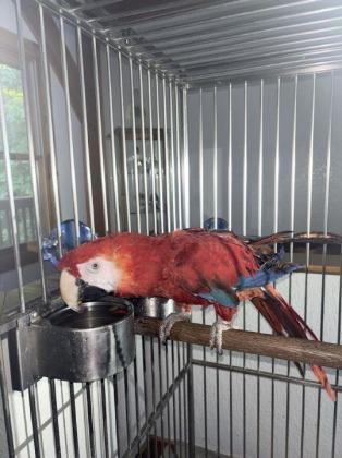 Rainbow the parrot waits for a new home after his owners could no longer care for him.