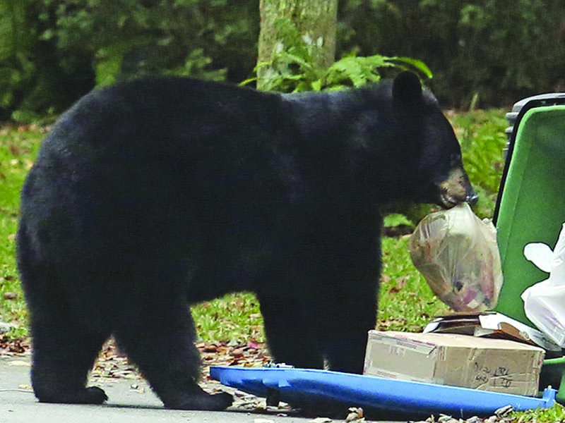 “Attractants” — household garbage — is the main cause of food-conditioned bears that need to be euthanized or relocated. (Photo by The Associated Press)