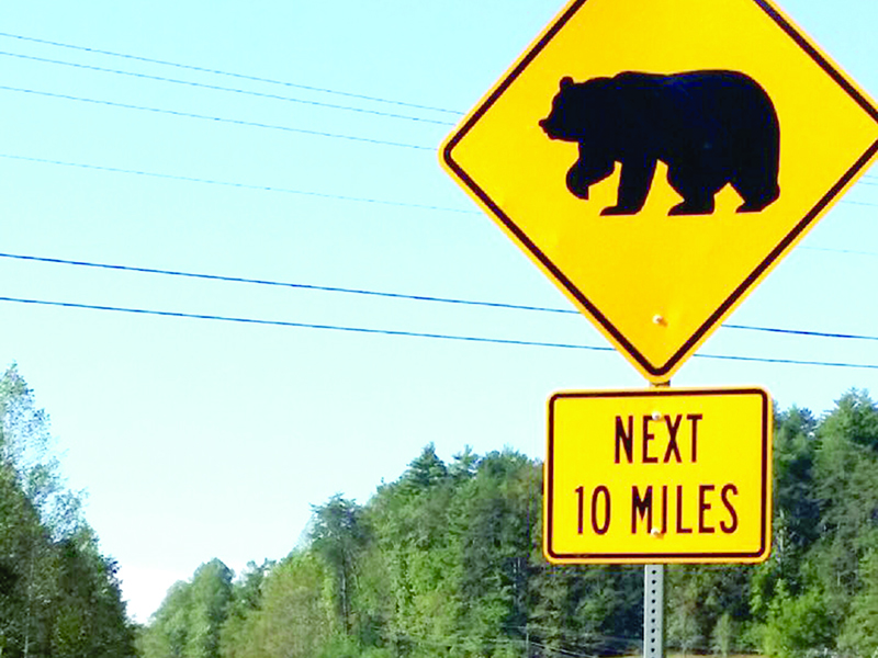 A new sign on Highway 515 just north of Cherry Log alerts southbound motorists of a stretch where several bear have been struck and killed. (Photo by Mark Millican)
