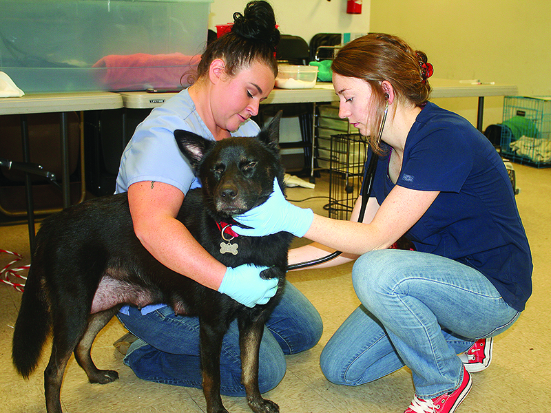 Emerald Goble, left, and Brooklin Lyon, of Jasper’s Animal Medical Clinic, examine one of the 20 canine patients treated at a recent discount spay/neuter clinic sponsored by Friends of the Gilmer Animal Shelter.