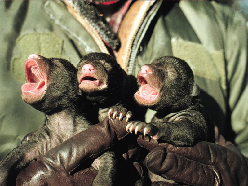 Newborn black bear cubs are born blind with fine fur and weighing 0.5 to 1 pounds.