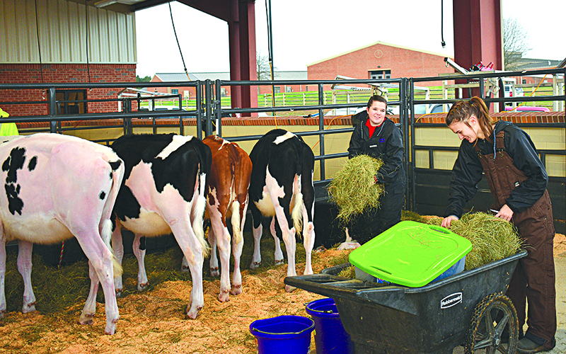 Torrie Reed (left) and Octavia Bushey make sure the cows stay fed and the area stays clean while waiting for participants to finish grooming before the show begins.