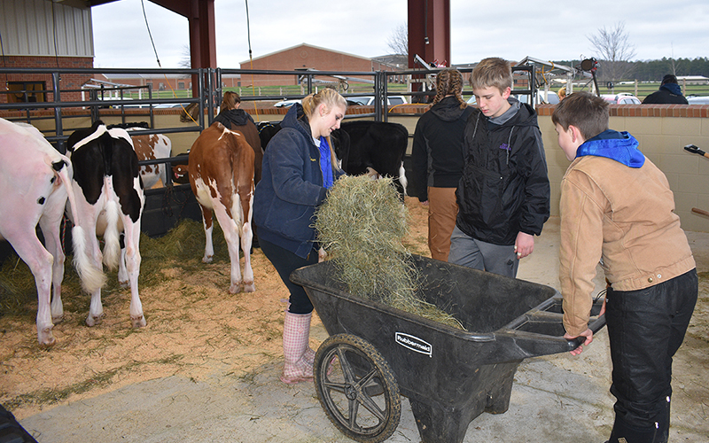 Mary Keener, Jack Keener and Mikey Bushey make sure the cows stay fed and the area stays clean while waiting for participants to finish grooming before the show begins.