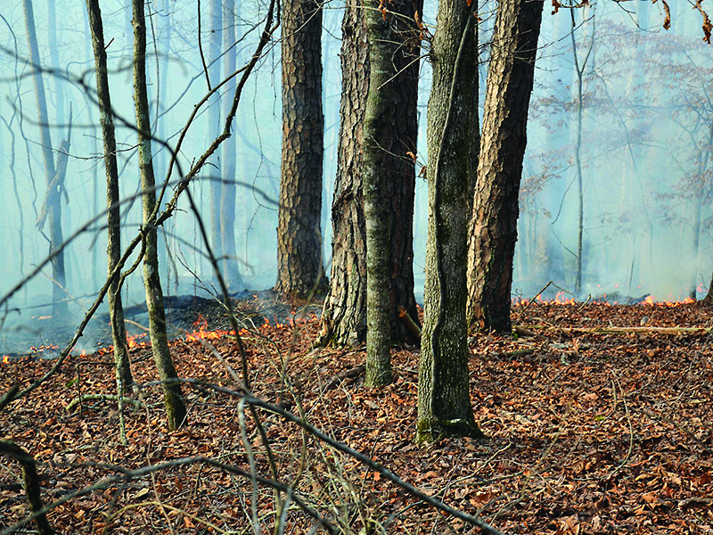 Low humidity and high winds contributed to a brush fire spreading in Coosawattee River Resort last week.