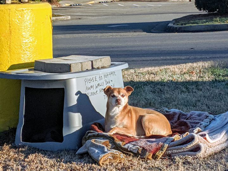 Wally is pictured at his former home, a grassy spot in the Highlands shopping area of East Ellijay. Customers and employees of nearby businesses brought the homeless dog food, blankets and other items including a doghouse made from a storage container, seen above.