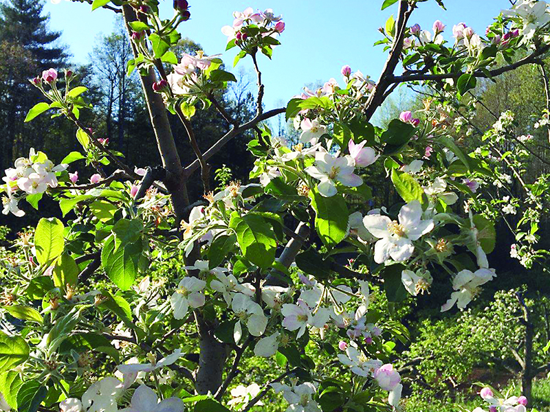 Above, trees are in bloom at the Red Apple Barn orchard. 