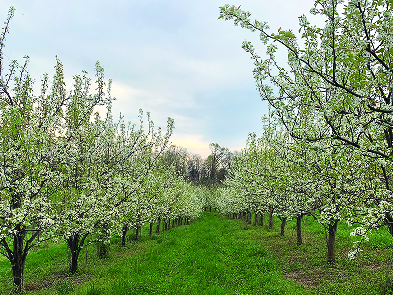 Apple trees in bloom at BJ Reece Orchard.