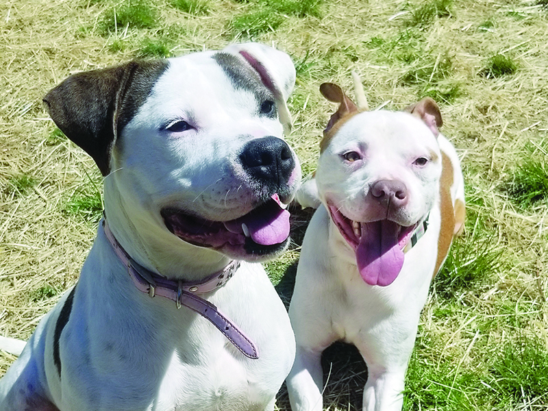 Ponyo and Don are two longtime residents of the Gilmer Animal Shelter who have been spotlighted by the shelter’s Hopeful for a Home adoption effort on Facebook. Soon, a new website will be up that visitors can use to look at shelter dogs and cats available for adoption.  