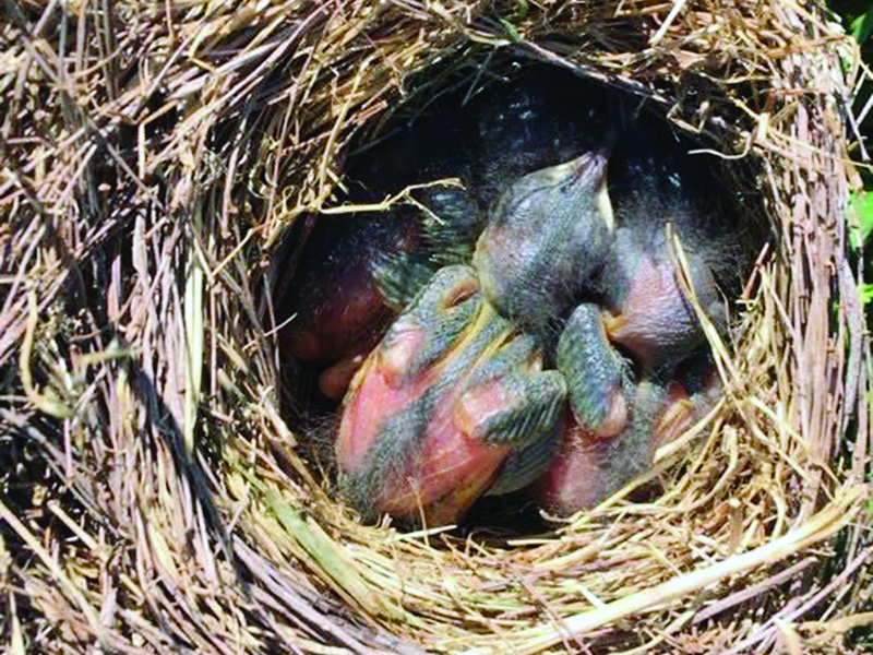 Some of the many baby bluebirds that have hatched in the trail’s six nesting houses since last March. 
